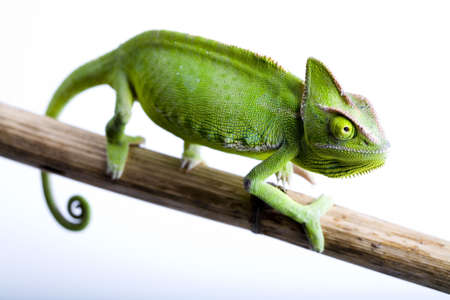 Dragonの写真素材
