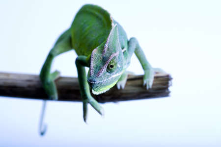 Lizardの写真素材