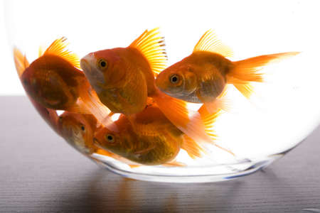 Goldfishes  の写真素材