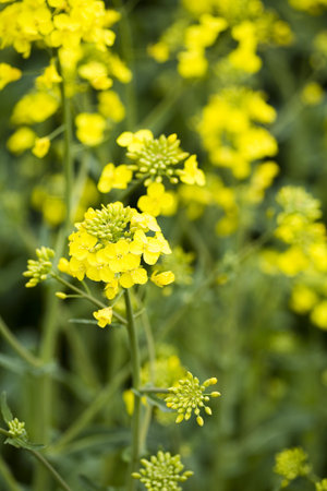 Canola   