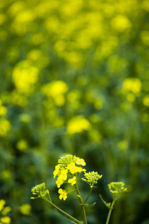 Yellow canola fieldsの写真素材