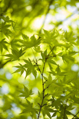Closeup leaf 