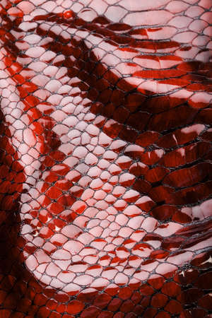 Snakeskin texture - leather backgroundの写真素材