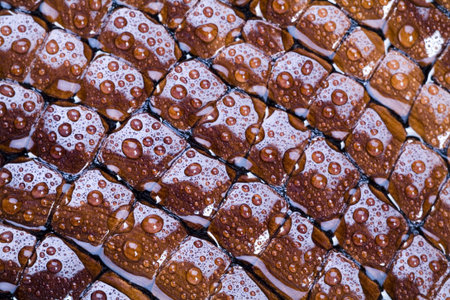 Water drops & Leather  の写真素材