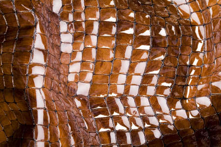 Snakeskin  の写真素材