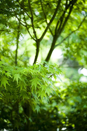 Maple leaves backgroundの写真素材