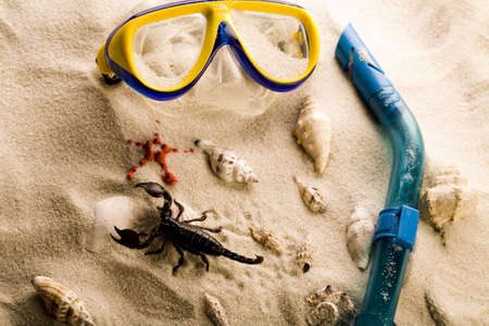 Scorpion on the beach の写真素材