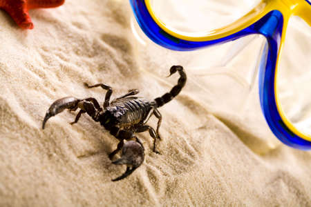 Scorpion on the beach の写真素材