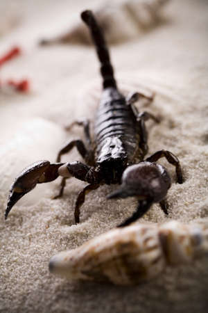 Shells, sand and scorpion の写真素材