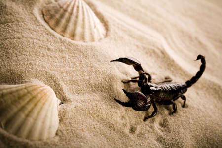 Shells, sand and scorpion の写真素材