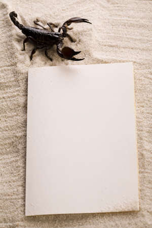 Paper background and Scorpion の写真素材