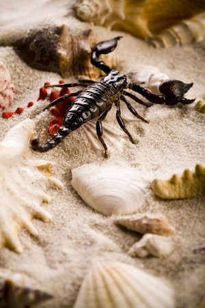 Scorpion の写真素材