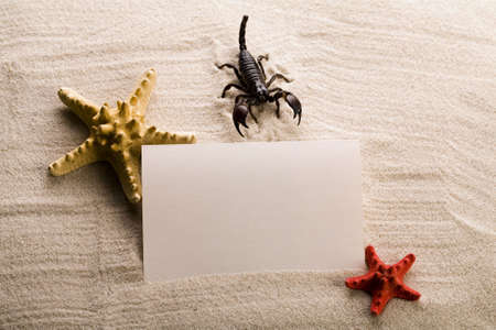 Frame from holidays & Scorpion の写真素材