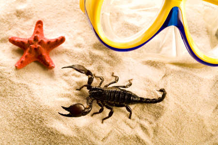 Scorpion & Shellsの写真素材