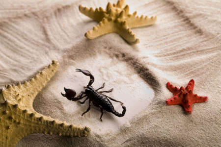 Sand and seashells frame & Scorpion の写真素材