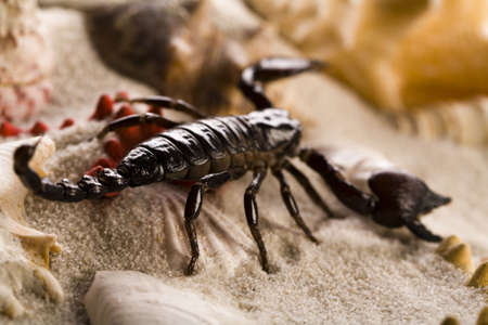 Shells, sand and scorpion  の写真素材
