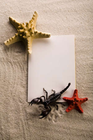 Frame made from shells & Scorpion の写真素材