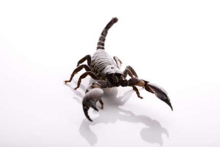 Emporer Scorpion の写真素材