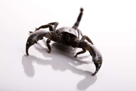 Scorpion background with path の写真素材