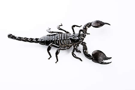 Scorpion on the white backgroundの写真素材
