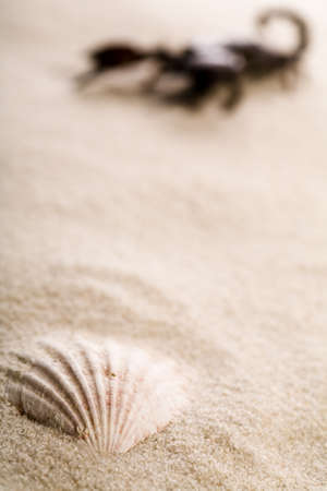 Scorpion on the sand  の写真素材