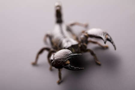 Scorpionの写真素材