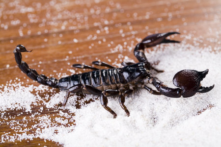 Eight-legged scorpion on the sand