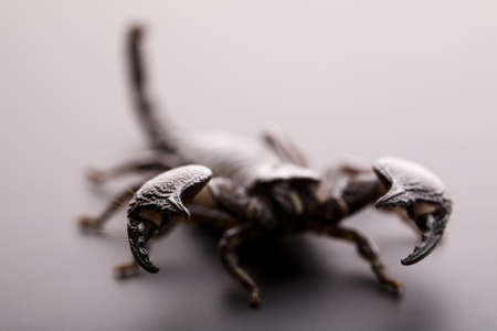 Emporer Scorpion の写真素材