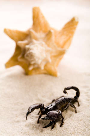 Scorpion on the sand   の写真素材