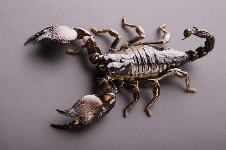 Scorpion on the white backgroundの写真素材