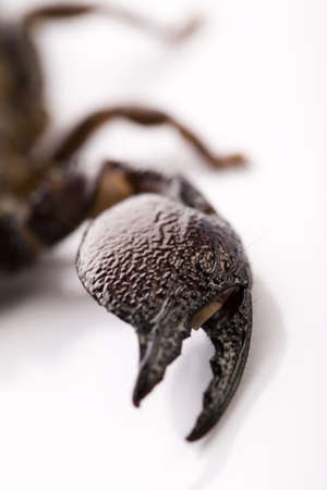 Scorpionの写真素材