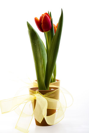 Tulipの写真素材