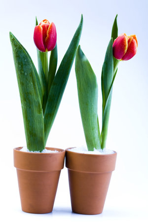 Spring flowersの写真素材