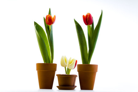 Color tulipsの写真素材