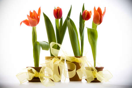 Tulipsの写真素材