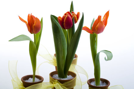 Color tulipsの写真素材