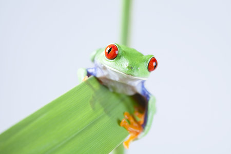 Red eyed leaf frog