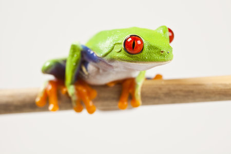 Tree frog	