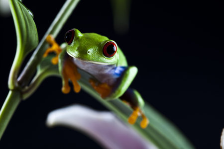 Frog - small animal red eyed