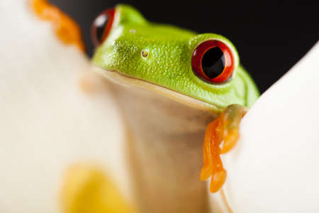 Tree frog	の写真素材
