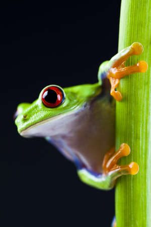 Red eyed tree frogの写真素材