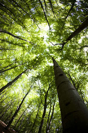 Forestの写真素材