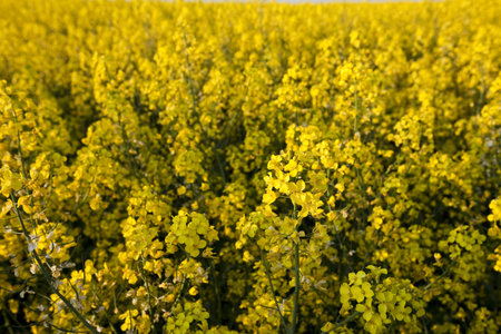 Canola