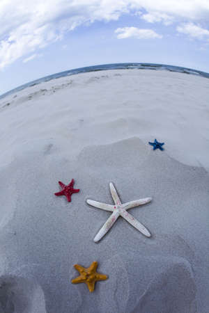 Shell on sandの写真素材