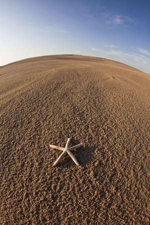 Dunes background and seastarの写真素材