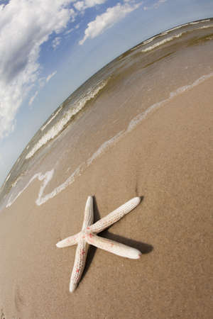 Seastarの写真素材