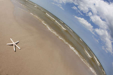 Sandy background, beach, shellの写真素材