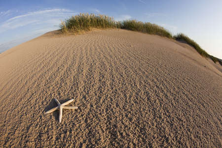 Shell on duneの写真素材