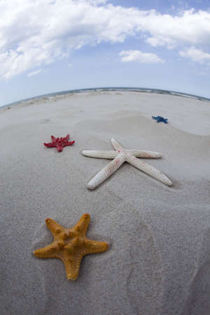 Summer and holidays among shells and sandの写真素材