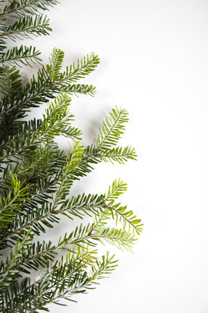 Spruce on the white background - frame